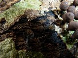 Phylacia poculiformis image