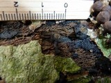 Phylacia poculiformis image
