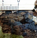 Phylacia poculiformis image