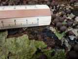 Phylacia poculiformis image
