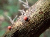 Lycogala epidendrum image