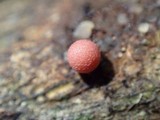 Lycogala epidendrum image