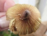 Inocybe rimosa image