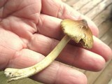 Inocybe rimosa image