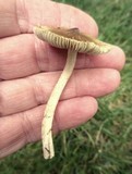 Inocybe rimosa image