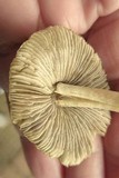 Inocybe rimosa image