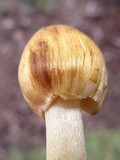 Inocybe rimosa image