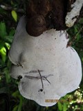 Ganoderma australe image