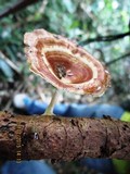 Microporus xanthopus image