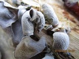 Auricularia polytricha image