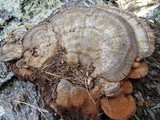 Ganoderma australe image