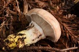 Gomphidius subroseus image