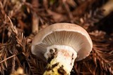 Gomphidius subroseus image