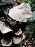 Earliella scabrosa image