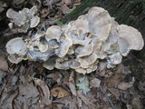 Meripilus sumstinei image