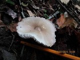 Volvariella volvacea image