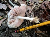 Volvariella volvacea image