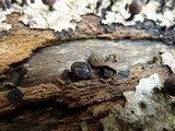 Phylacia poculiformis image