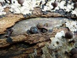 Phylacia poculiformis image