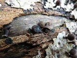 Phylacia poculiformis image
