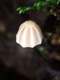 Marasmius griseoradiatus image