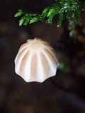 Marasmius griseoradiatus image