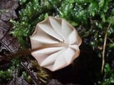 Marasmius griseoradiatus image