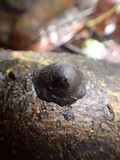 Image of Moelleriella cornuta