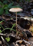 Parasola auricoma image