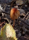 Parasola auricoma image