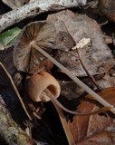 Parasola auricoma image