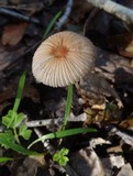 Parasola auricoma image