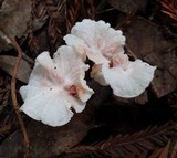 Hemimycena candida image