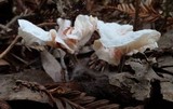 Hemimycena candida image