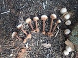 Tulostoma polymorphum image