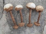 Tulostoma polymorphum image