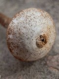 Tulostoma polymorphum image