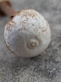 Tulostoma polymorphum image