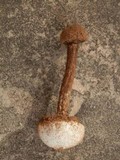 Tulostoma polymorphum image