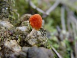 Cordyceps militaris image