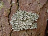 Hypogymnia physodes image