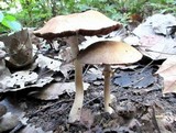 Agaricus placomyces image