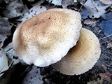 Agaricus placomyces image