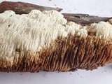 Antrodia serialis image