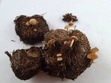 Psilocybe merdaria image