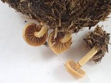Psilocybe merdaria image