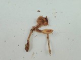 Deconica subviscida image