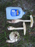 Amanita rhopalopus image