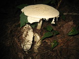 Amanita rhopalopus image