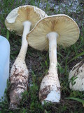 Amanita rhopalopus image